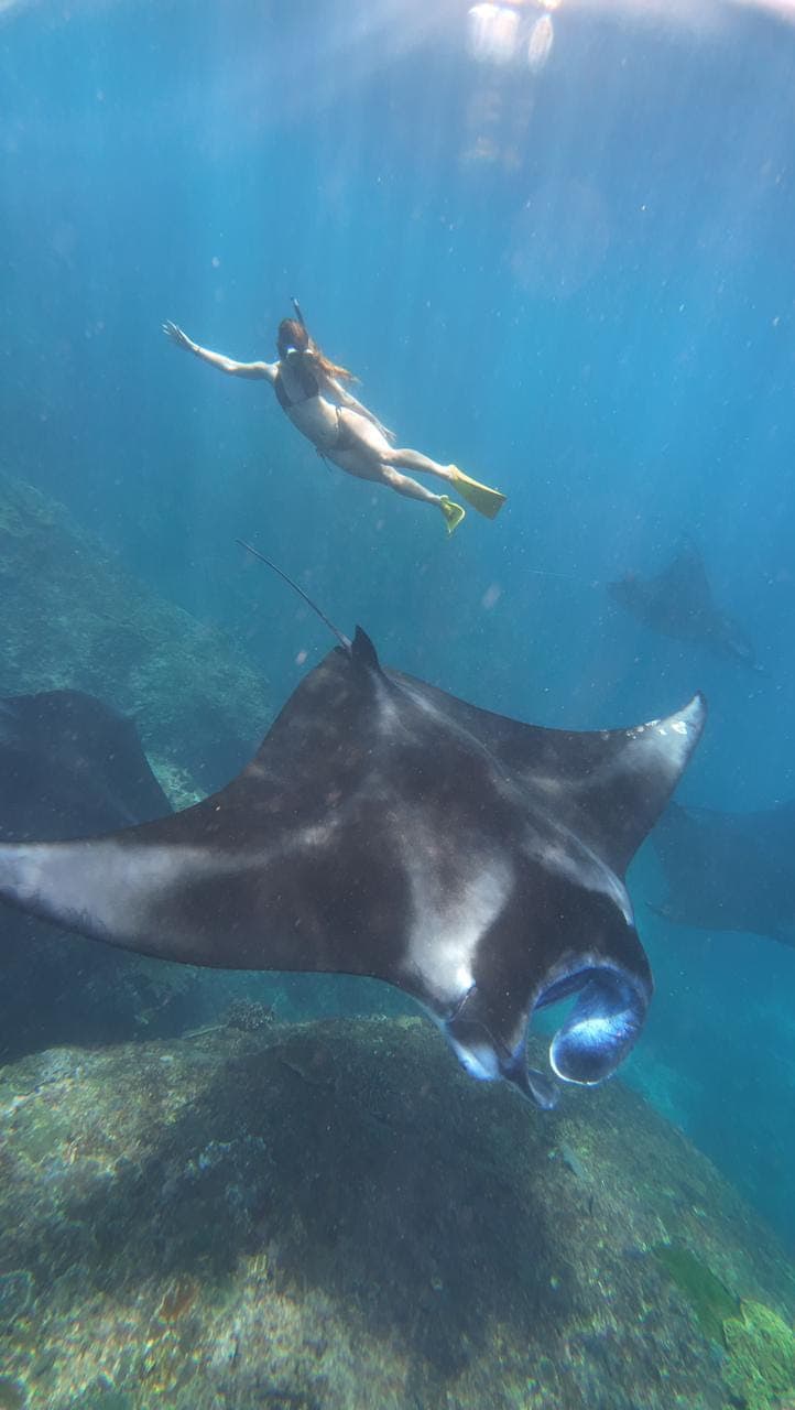 snorkelling with manta rays Nusa Penida <a href=