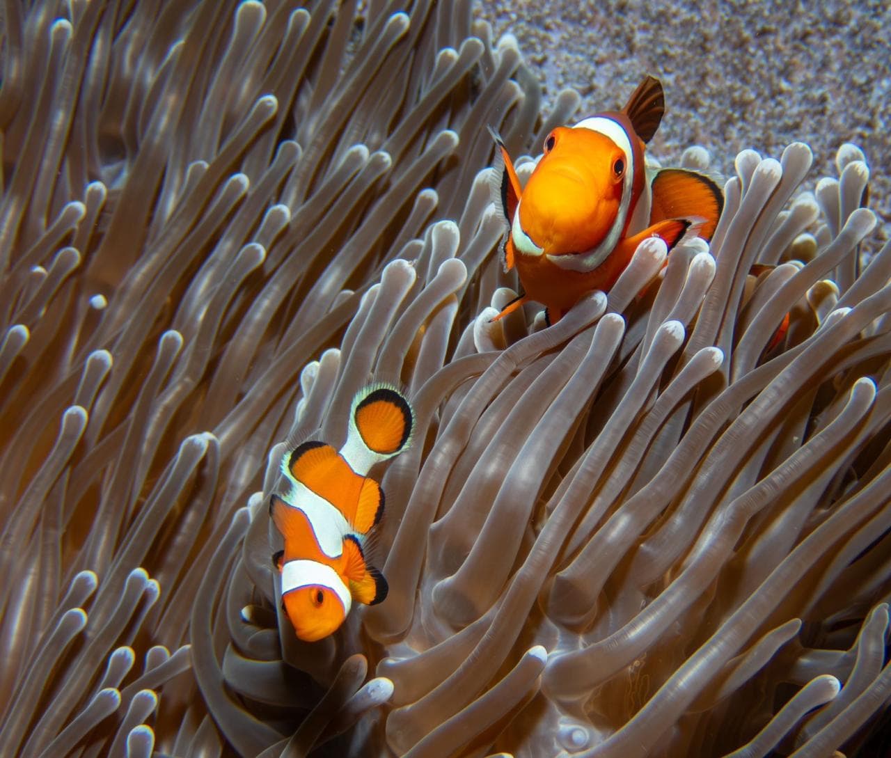 Clownfish among anemone tentacles in Nusa Penida