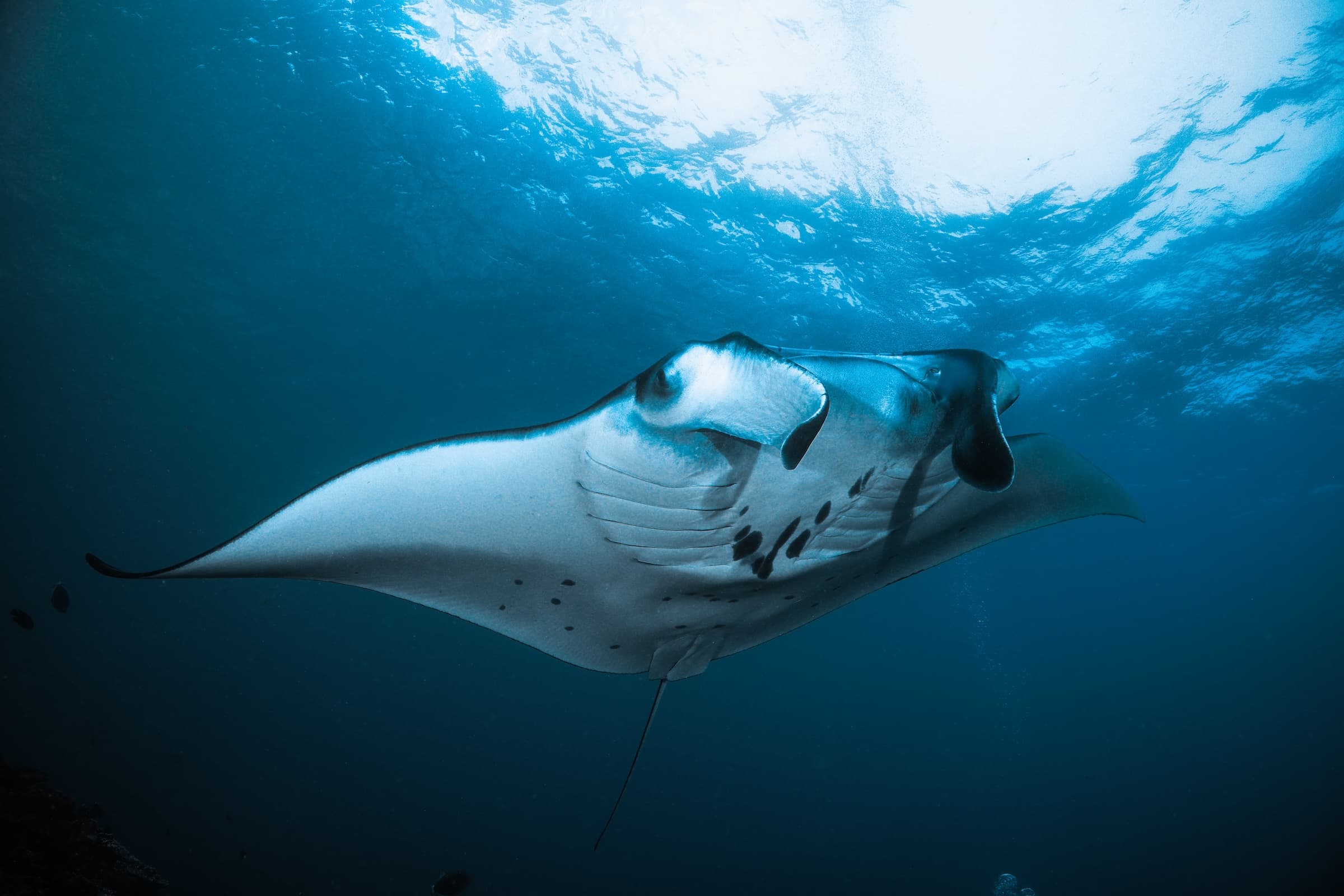 Manta ray encounter with divers in Nusa Penida