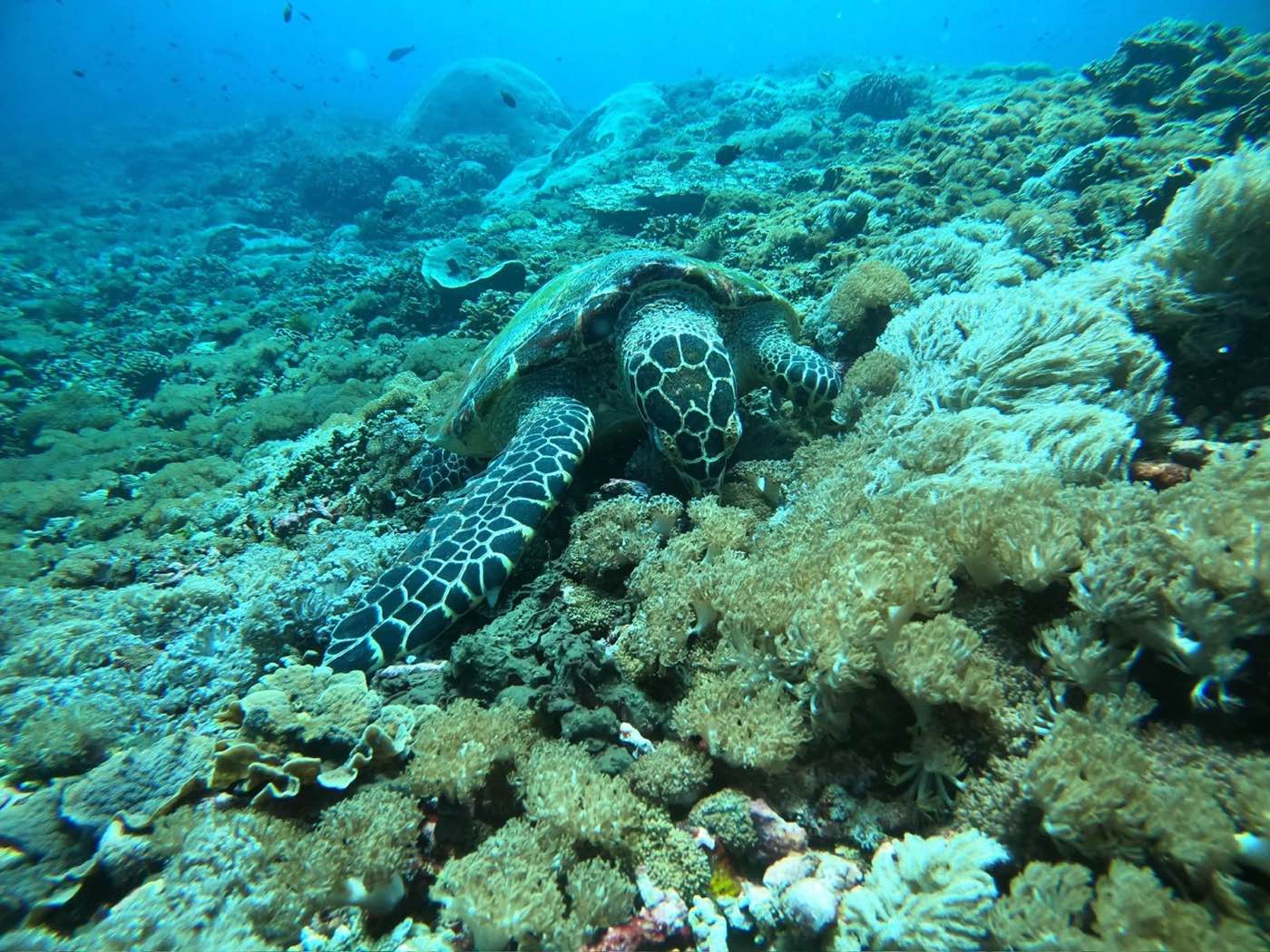 Scuba Diving Nusa Penida: Deep Blue Adventures & Secrets