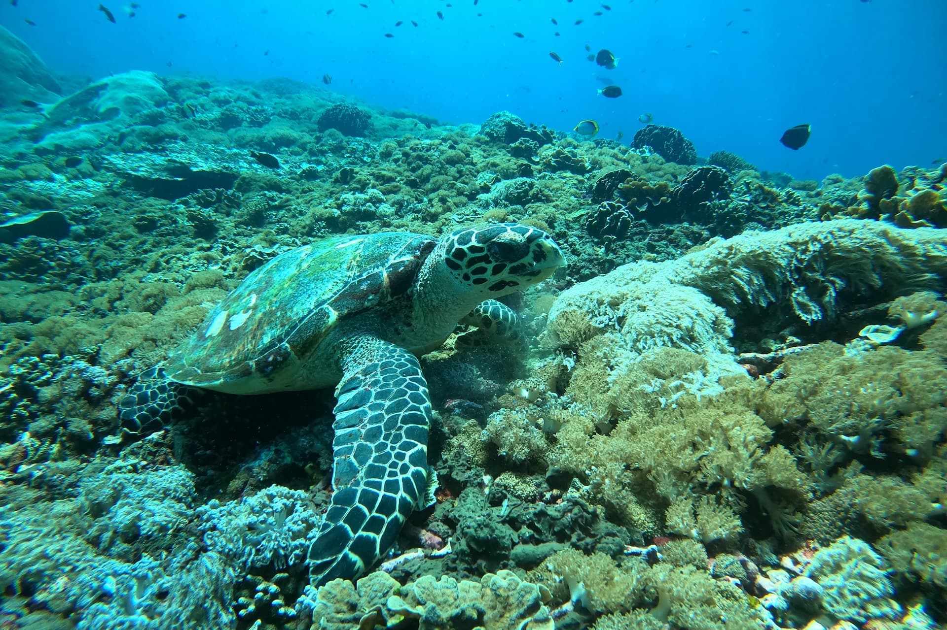 Guests taking part in a local conservation activity in Nusa Penida