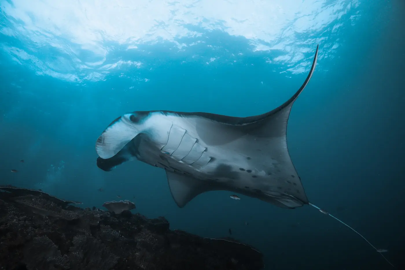 Diver exploring clear blue water in Nusa Penida