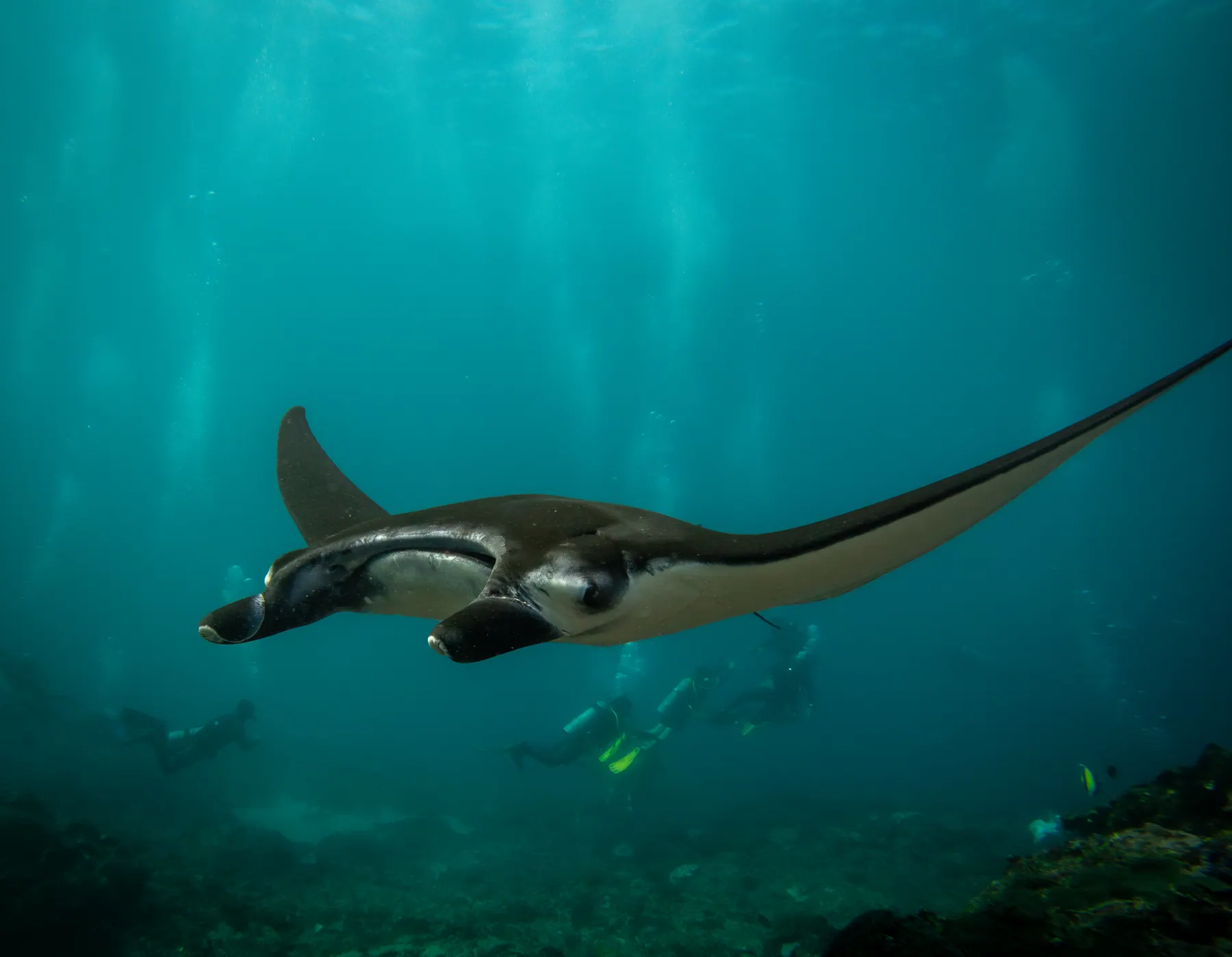 Manta ray swimming above divers in Nusa Penida