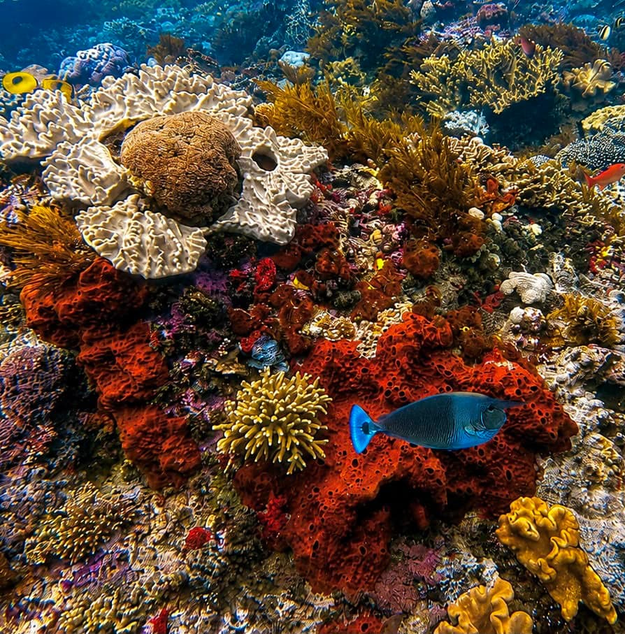 Dense colourful coral garden and reef fish at a Nusa Penida dive site