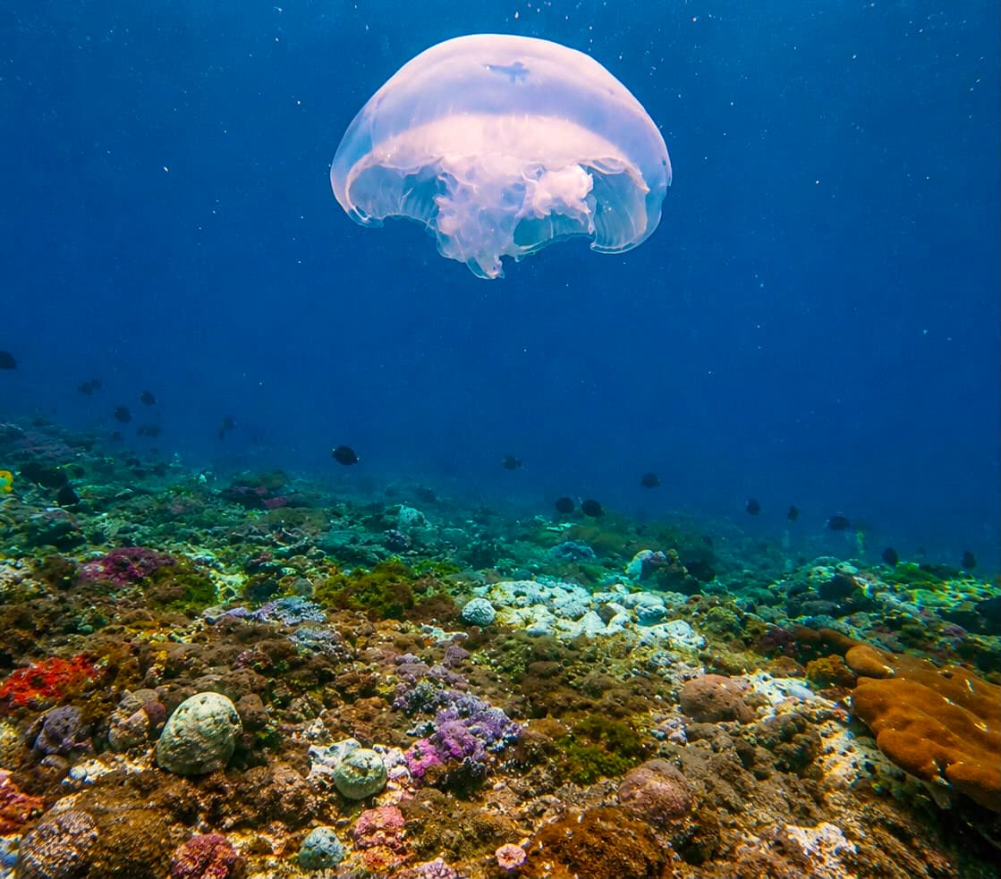Large jellyfish drifting above a colourful reef during a Nusa Penida dive