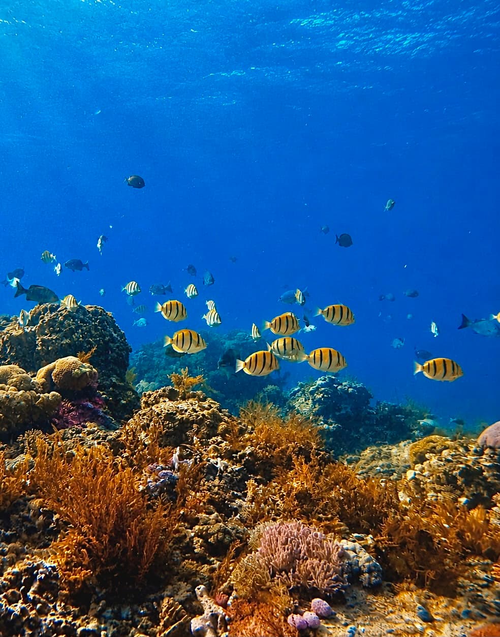 Striped reef fish swimming above colourful coral in clear Nusa Penida water