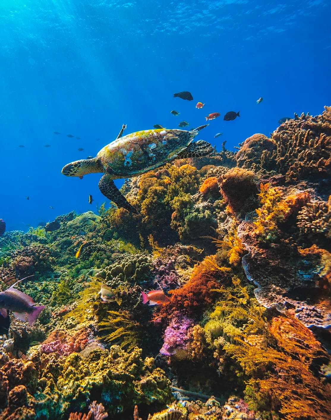 Sea turtle swimming above a colourful coral reef in Nusa Penida