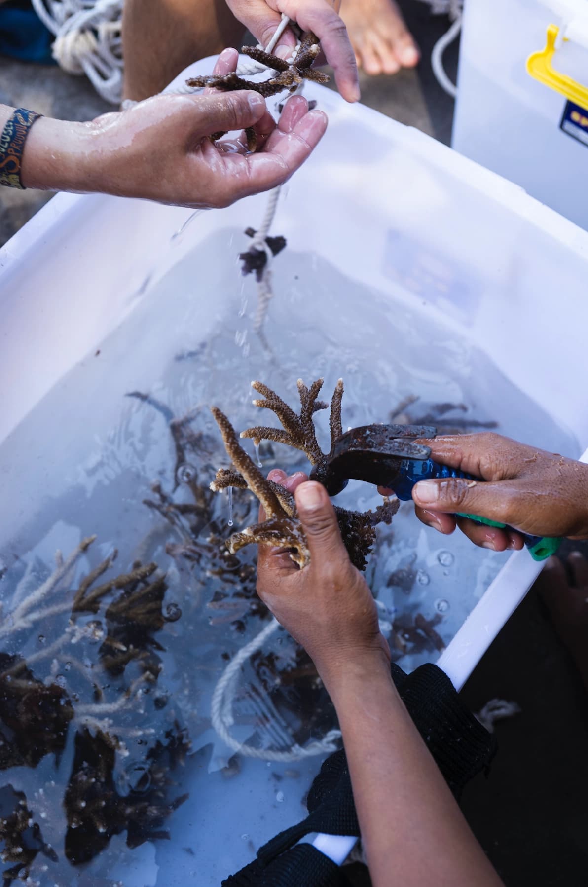 Participants preparing coral fragments at a work table