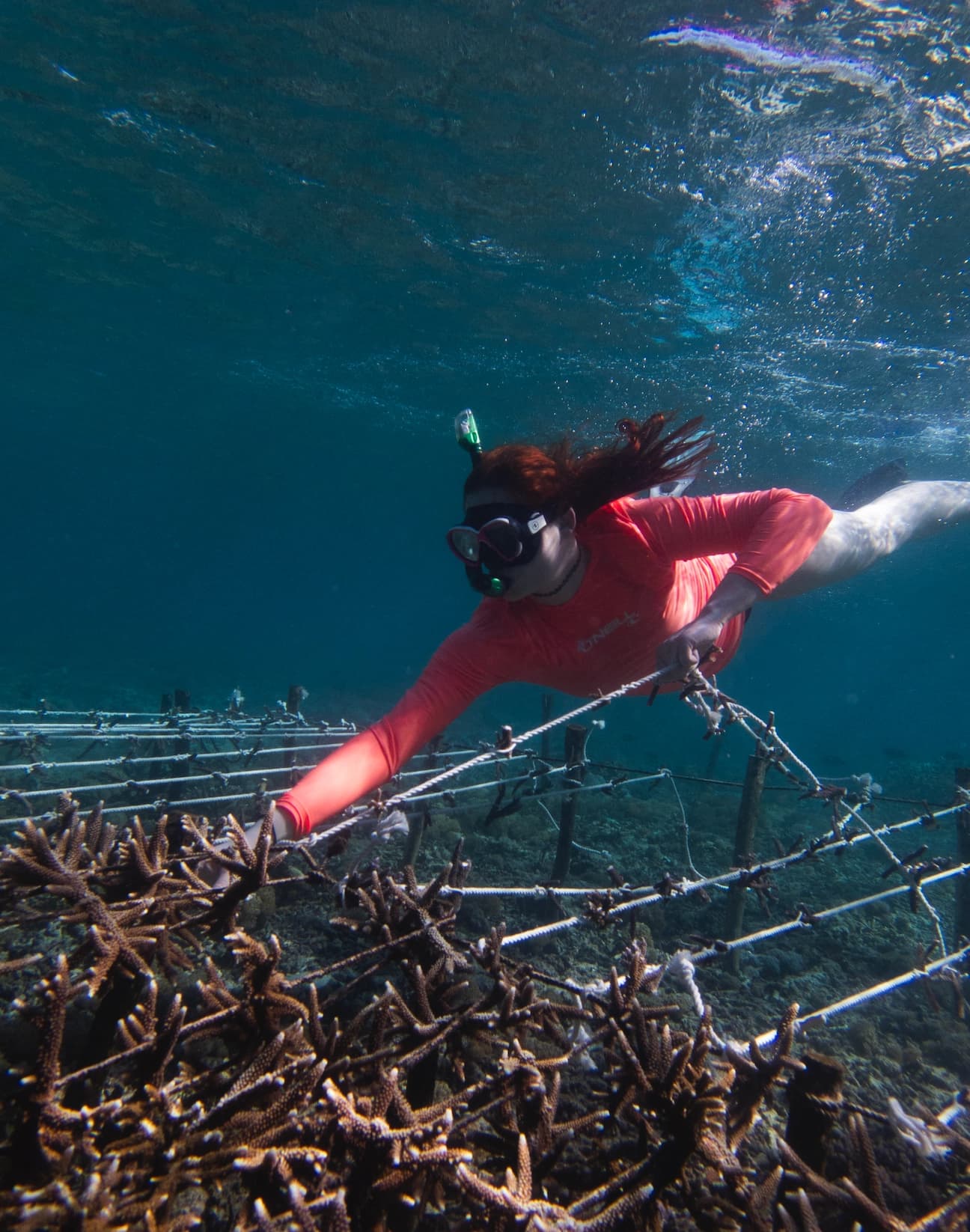 A participant in the water above coral restoration structures