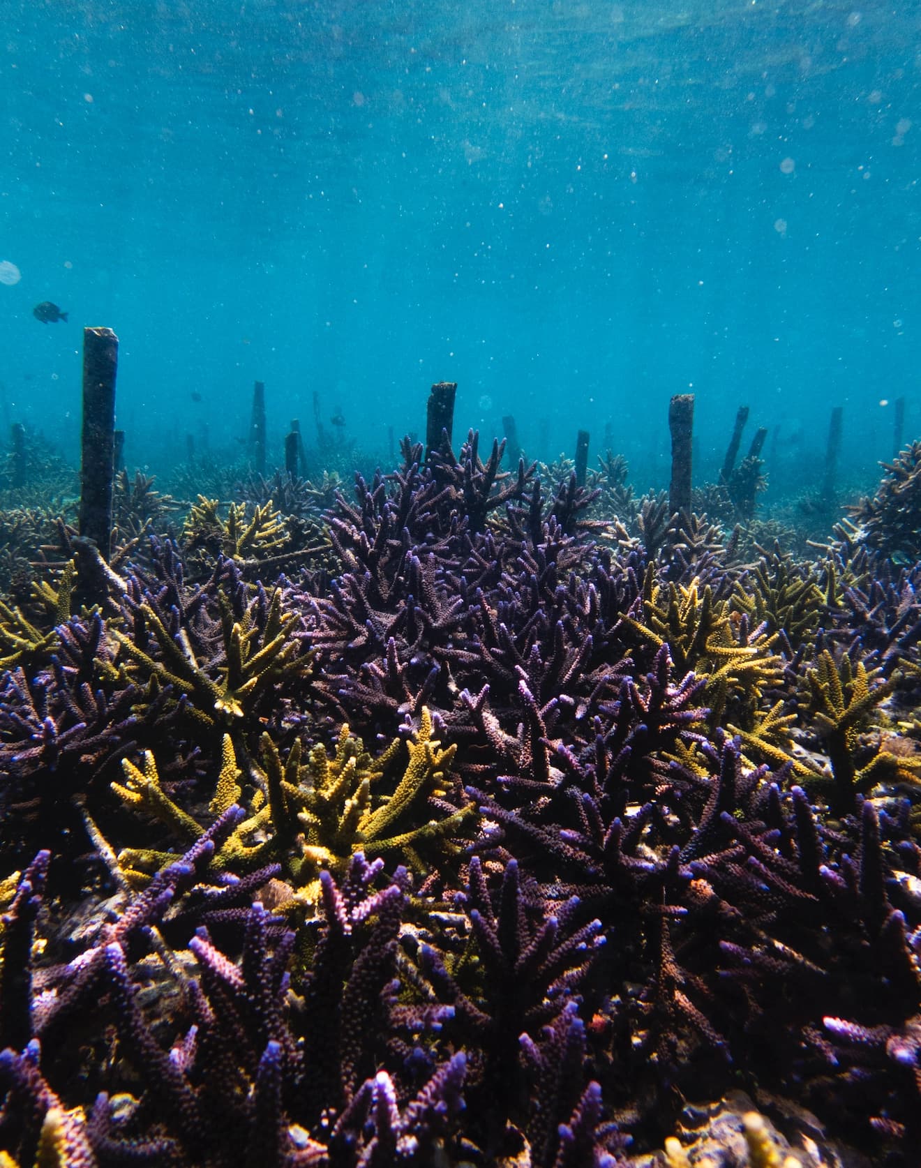Coral growing on underwater restoration structures