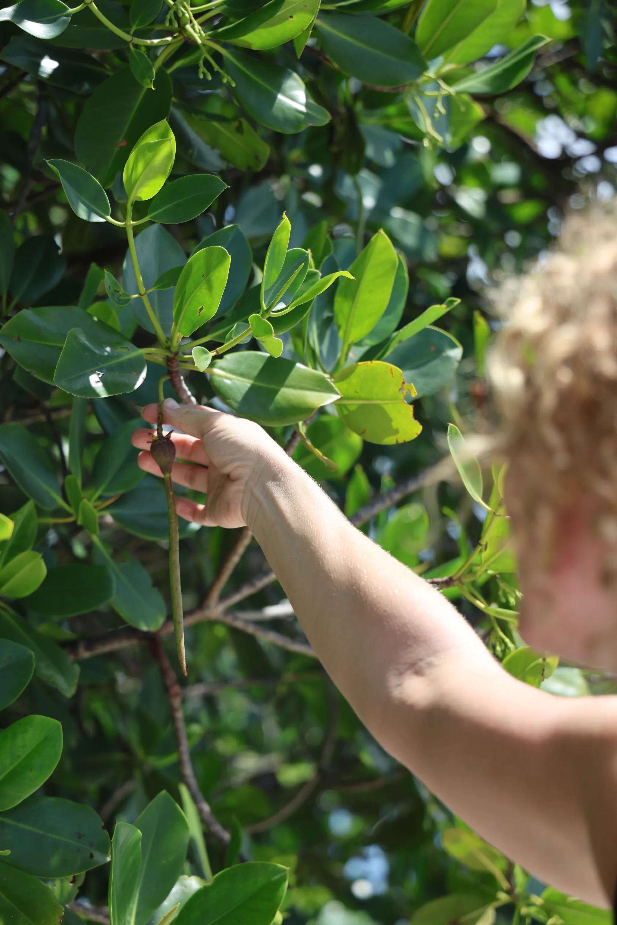 A participant collecting a mangrove seedling