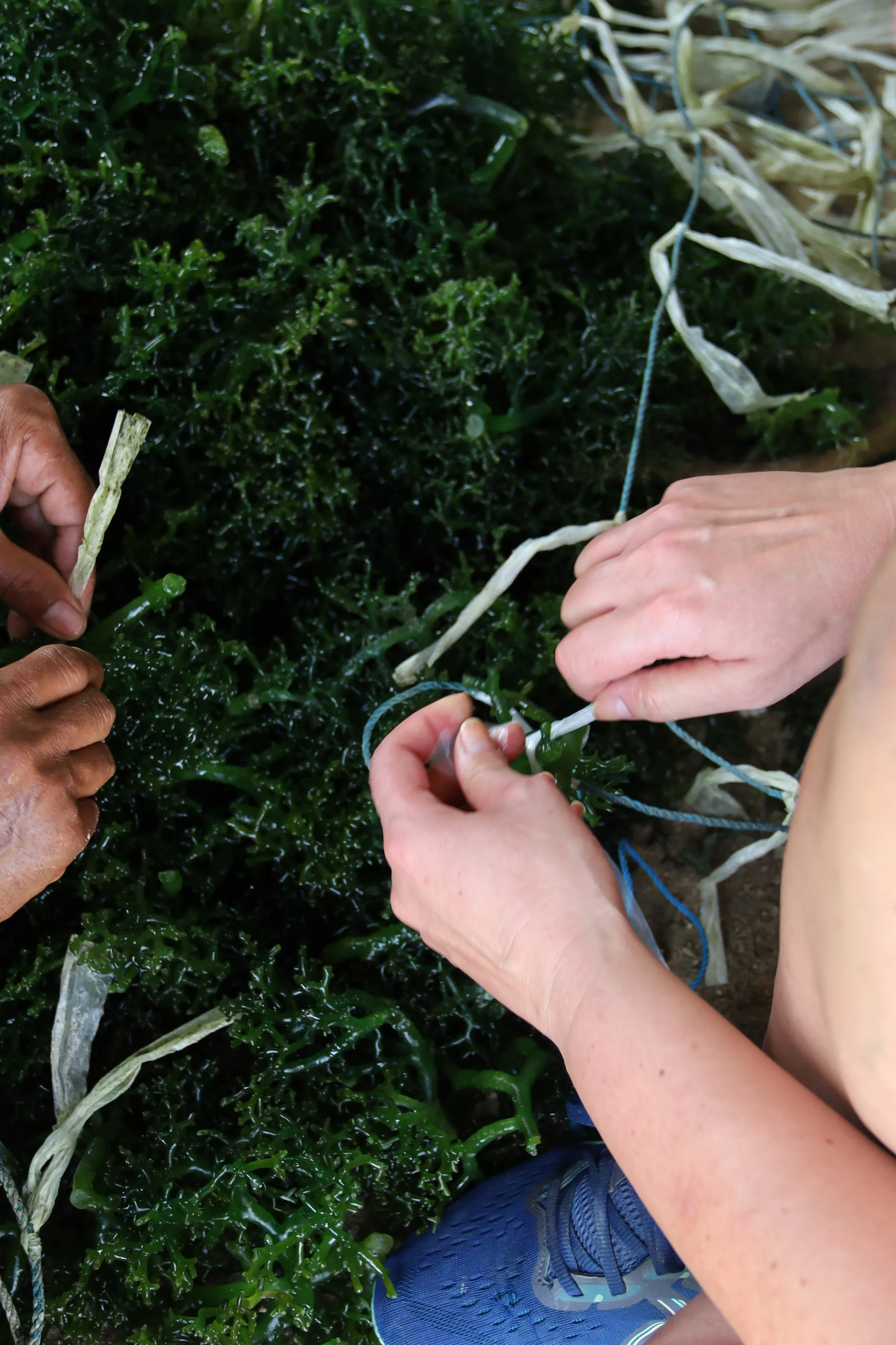 Hands preparing seaweed for farming