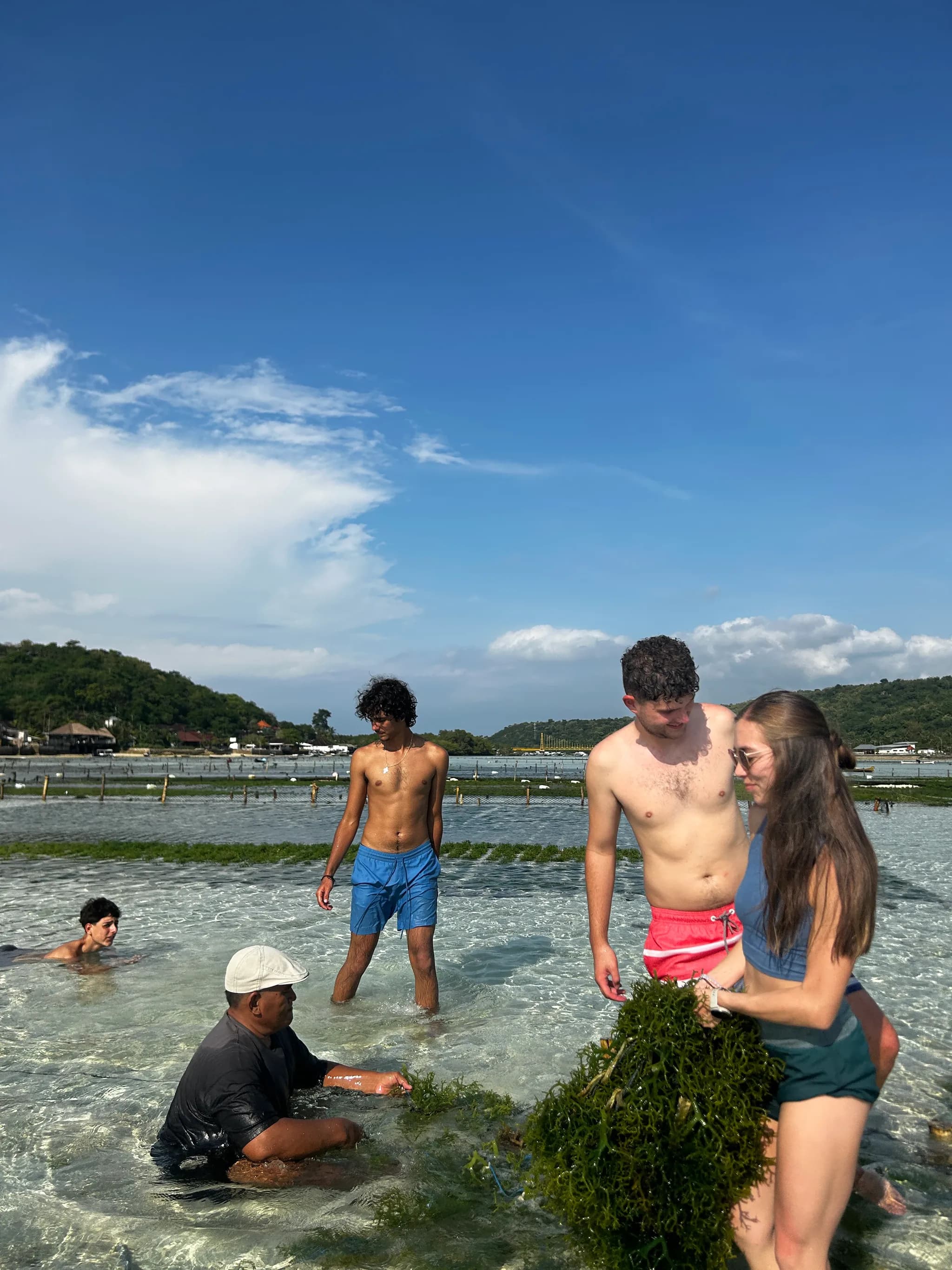 Guests working with seaweed in shallow coastal water