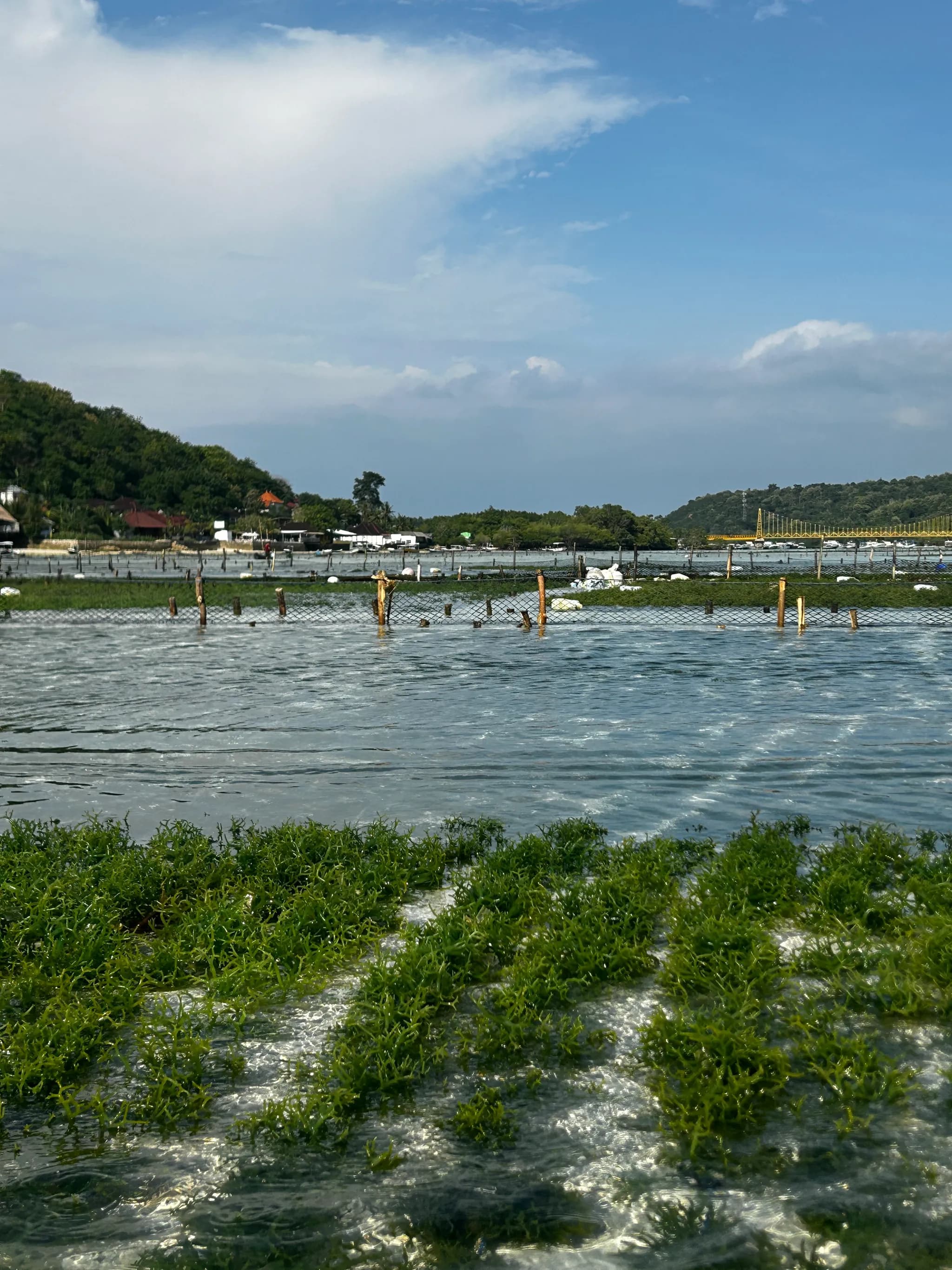 Rows of seaweed growing in shallow water along the coast