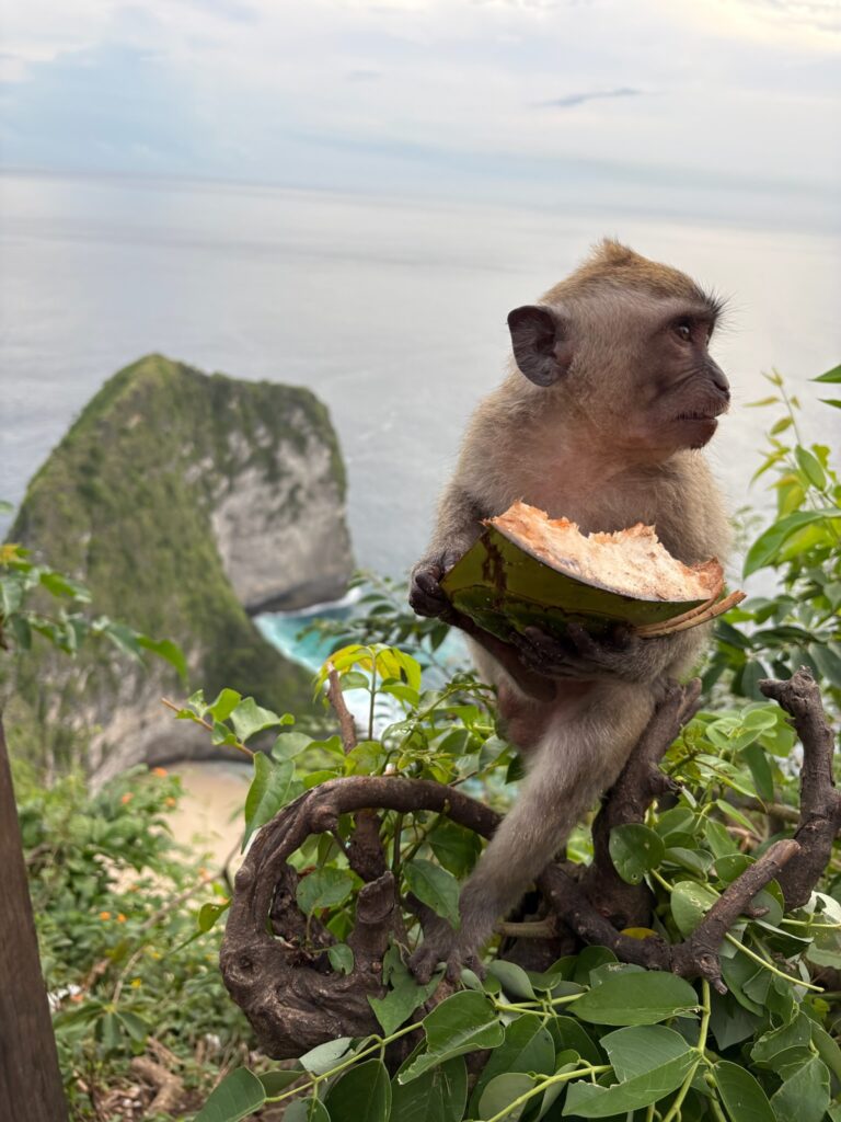 Monkey at Kelingking Beach viewpoint in Nusa Penida with iconic cliff formation and turquoise ocean below.