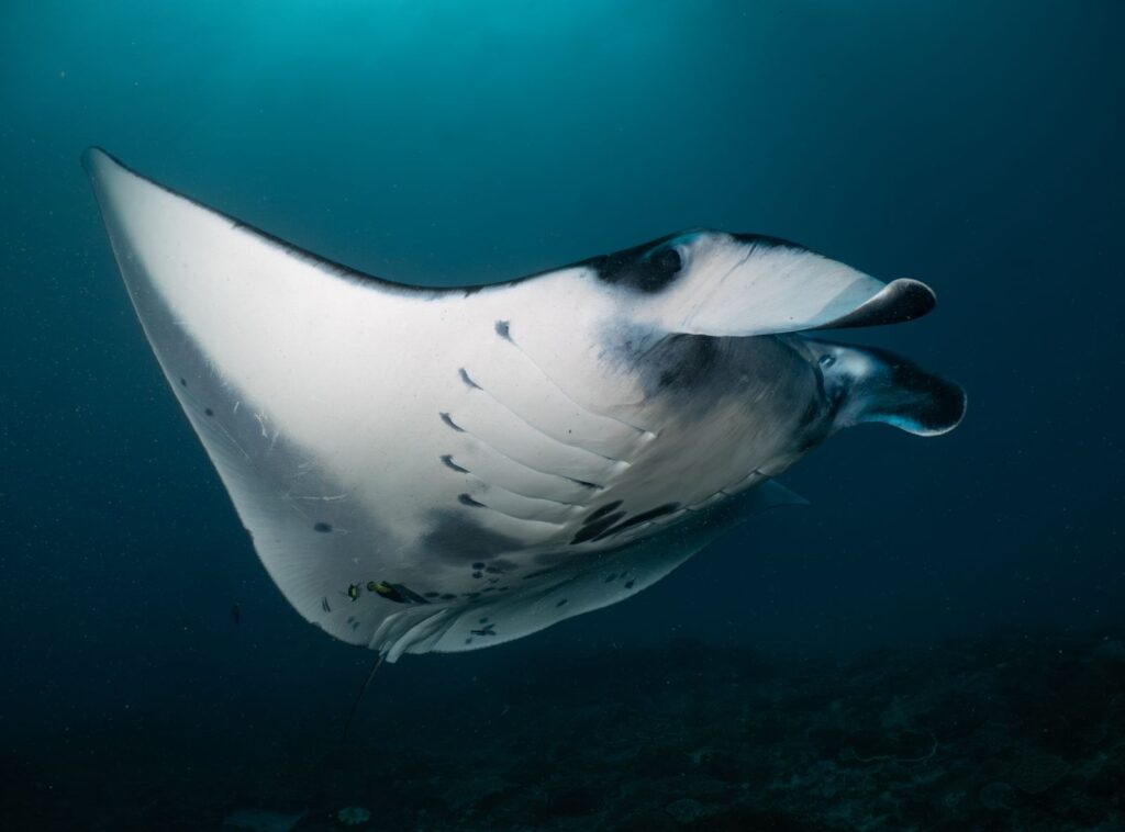 Manta ray swimming overhead at Manta Point Nusa Penida — close-up underwater view of reef manta on a snorkelling tou